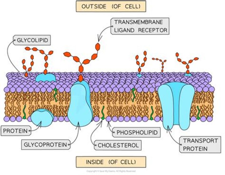Is importin membrane bound?