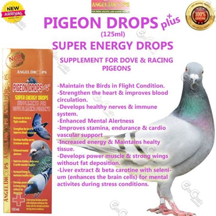 Is inbreeding good for racing pigeons?