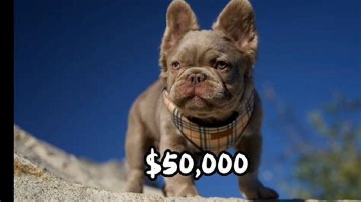 Is it expensive to have a dog?