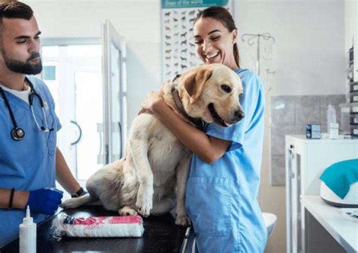Is it hard to find a job as a veterinarian?