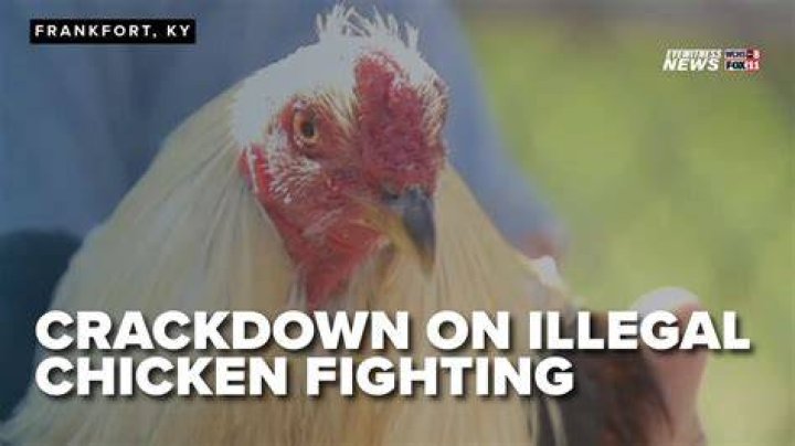 Is it illegal for chickens to fight?