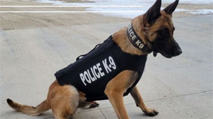Is it illegal to kill a K-9 dog?