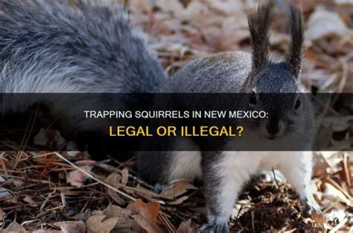 Is it illegal to trap squirrels in Illinois?