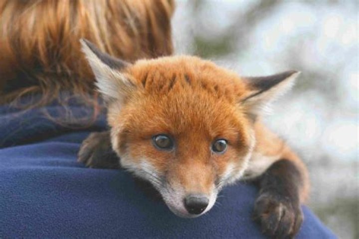 Is it legal to have a baby fox as a pet?