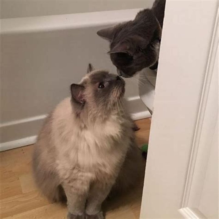 Is it normal for cats to hiss at each other?