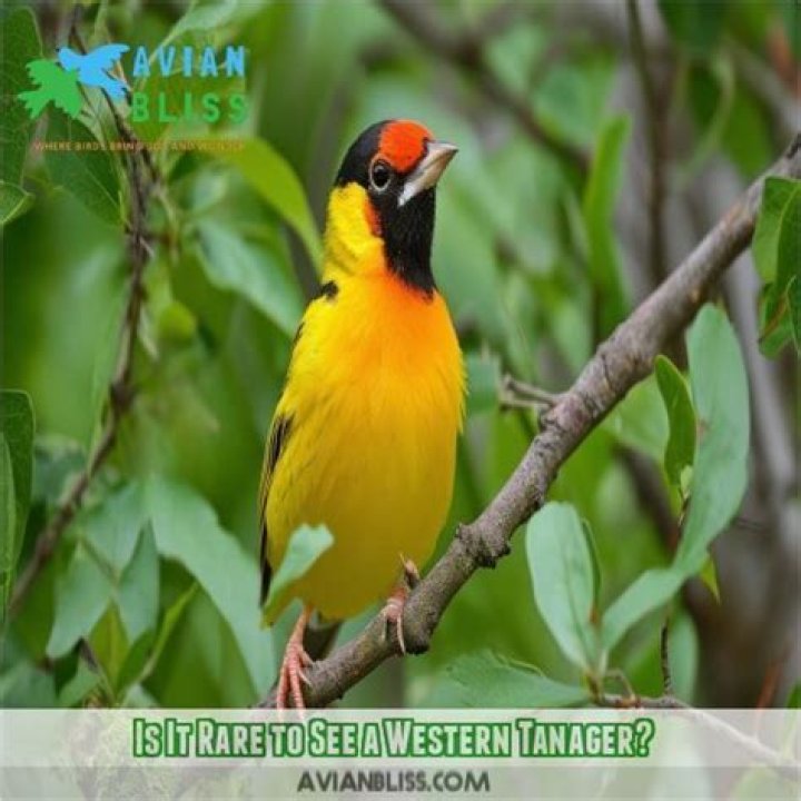 Is it rare to see a western tanager?