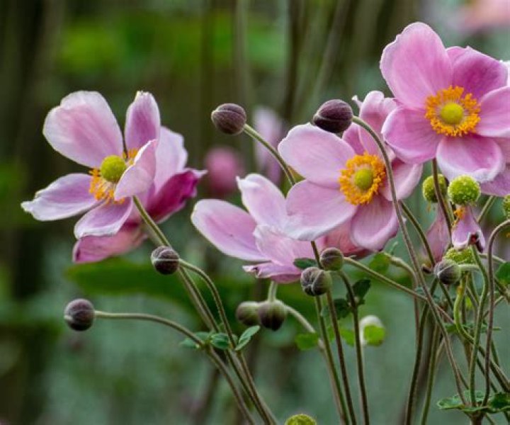 Is Japanese anemone invasive?