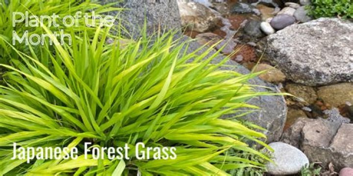 Is Japanese forest grass invasive?