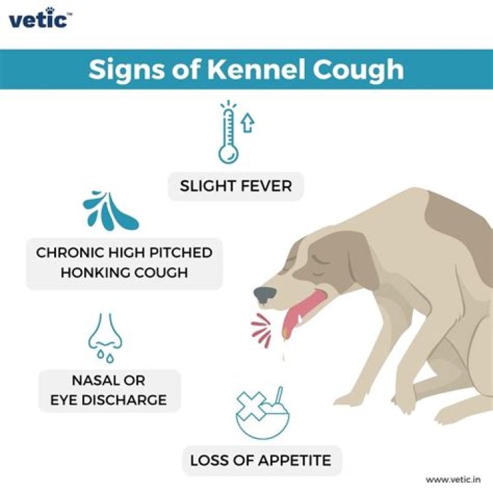 Is kennel cough contagious after symptoms disappear?