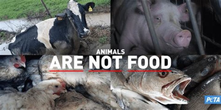 Is killing animals for food a sin?
