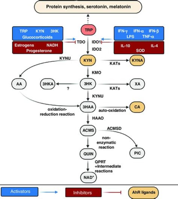 Is Kynurenine a neurotransmitter?