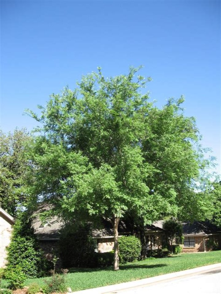 Is Lacebark Elm a good street tree?
