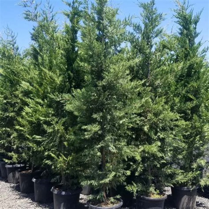 Is Lawson Cypress the same as leylandii?