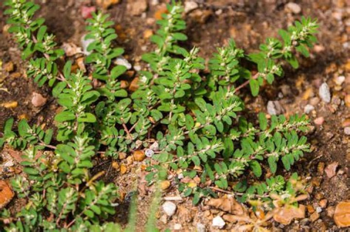 Is leafy spurge invasive?