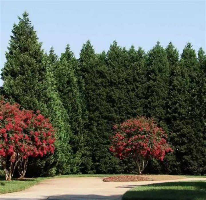 Is Leyland cypress a fast growing tree?