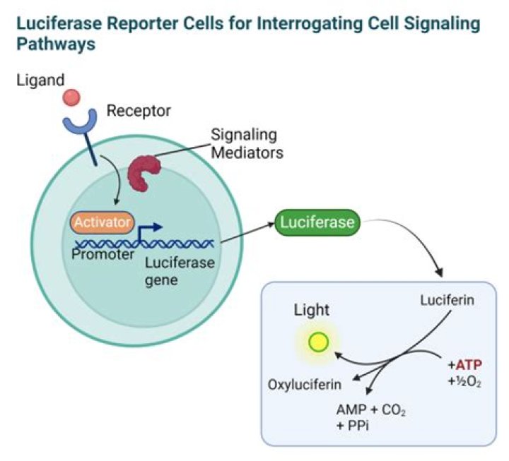 Is luciferase a plasmid?