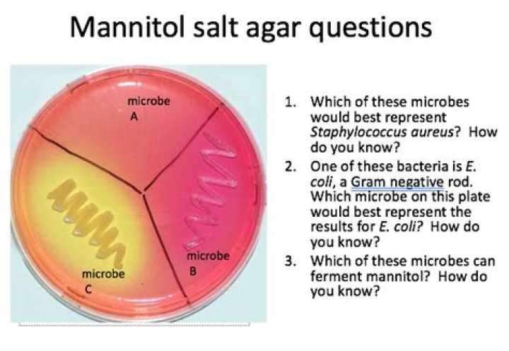 Is mannitol salt agar Gram positive or negative?