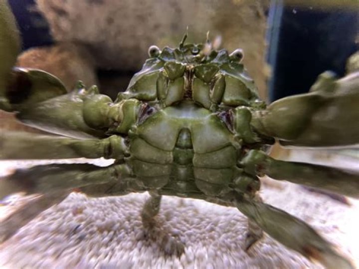 Is my emerald crab dead?