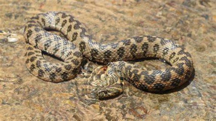 Is Natrix Maura poisonous?