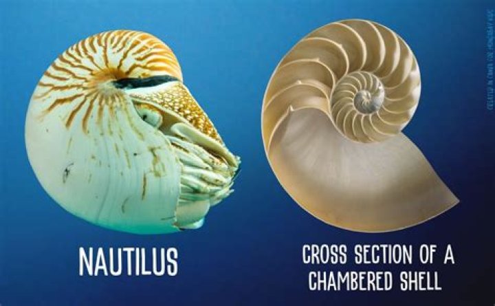 Is Nautilus a good champion?