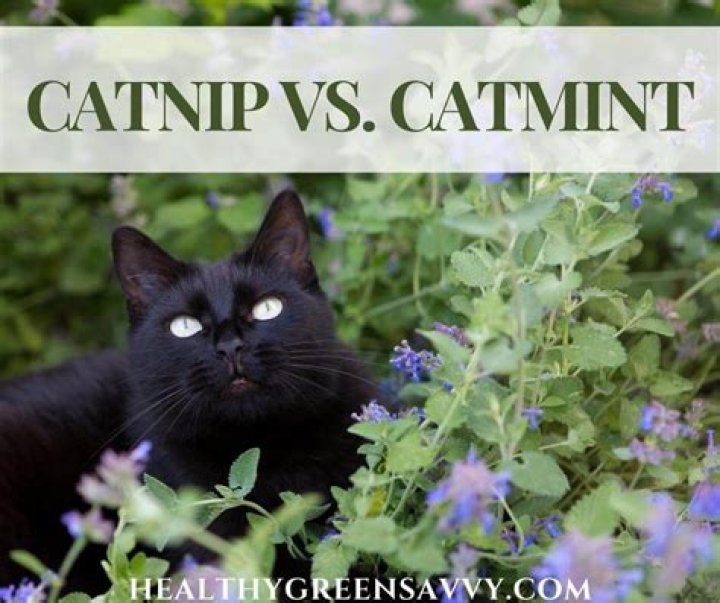 Is Nepeta and catmint the same?