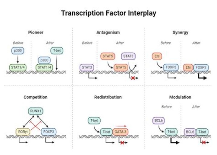 Is neurogenin a transcription factor?