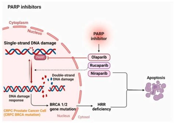Is Niraparib approved for prostate cancer?