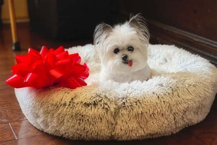 Is Norbert The therapy dog still living?