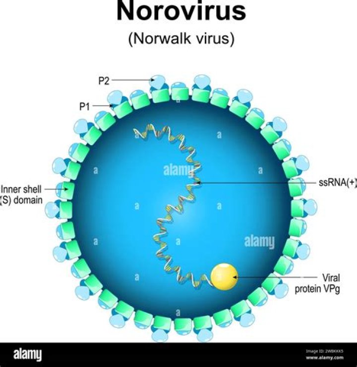Is norovirus a calicivirus?