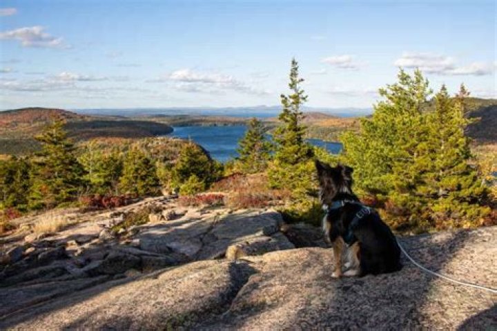 Is Northumberland National Park dog friendly?