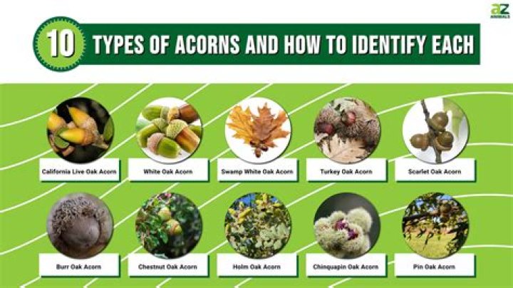 Is oak and Acorn the same?