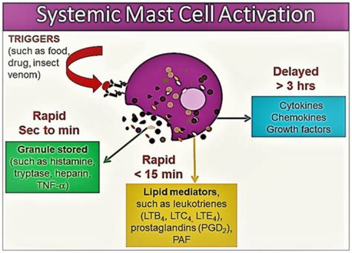 Is quercetin a mast cell stabilizers?