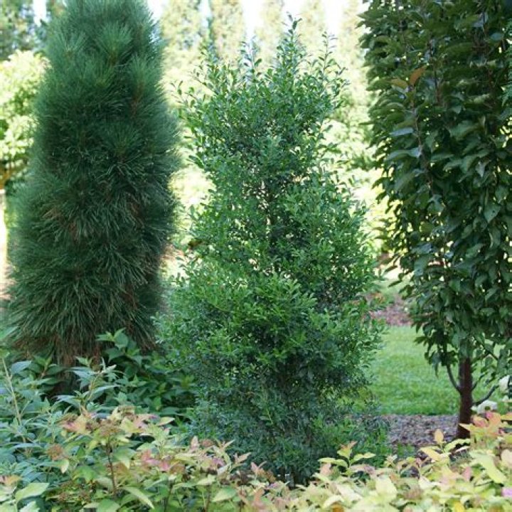 Is Quercus ilex fast growing?