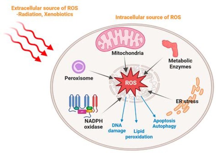 Is ROS the same as oxidative stress?