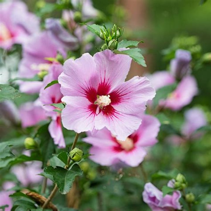 Is rose of Sharon and hibiscus the same?