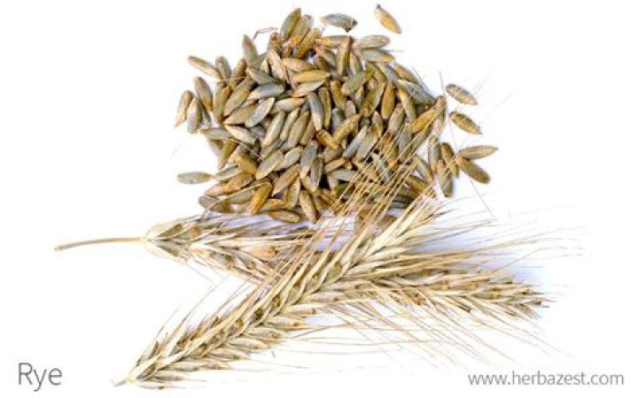 Is rye the same as rye berries?