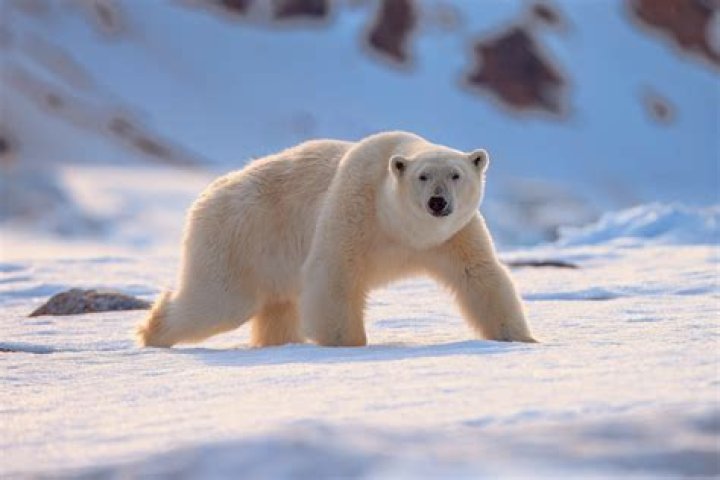 Is S or Se more polar?