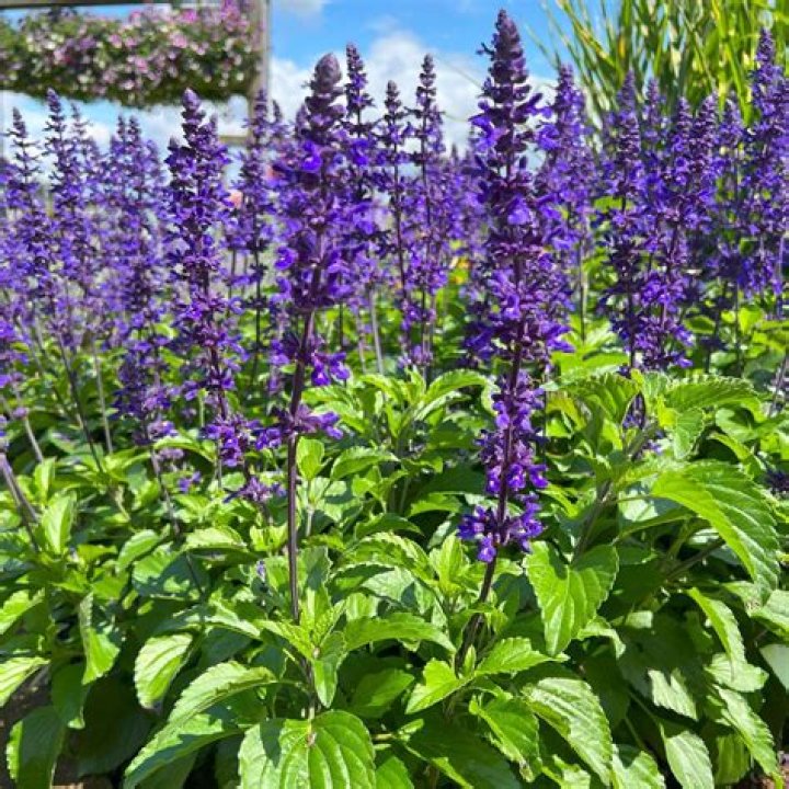 Is Salvia legal to grow in Indiana?
