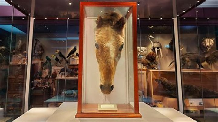 Is Scamper the horse still alive?
