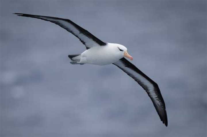 Is Seagull and albatross the same?