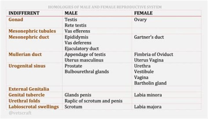 Is skadi male or female?