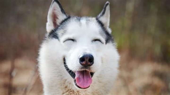 Is smile dog a husky?
