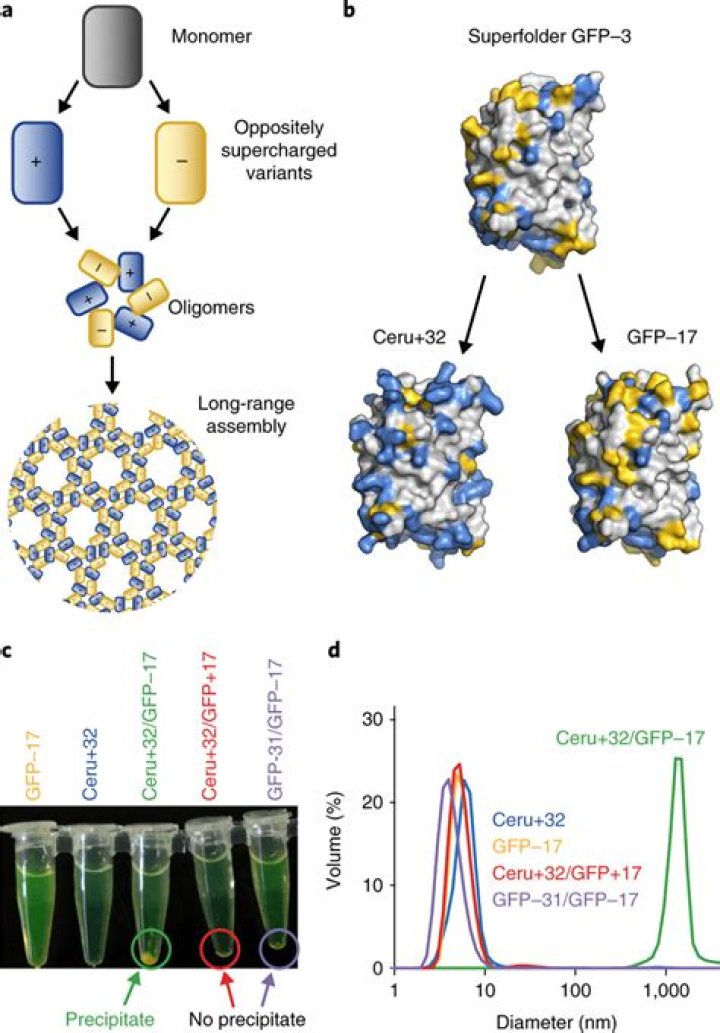 Is Superfolder GFP monomeric?