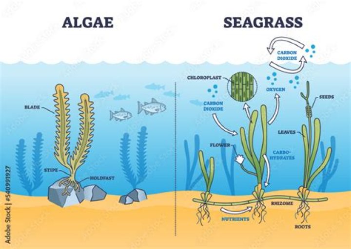 Is surf grass a algae?