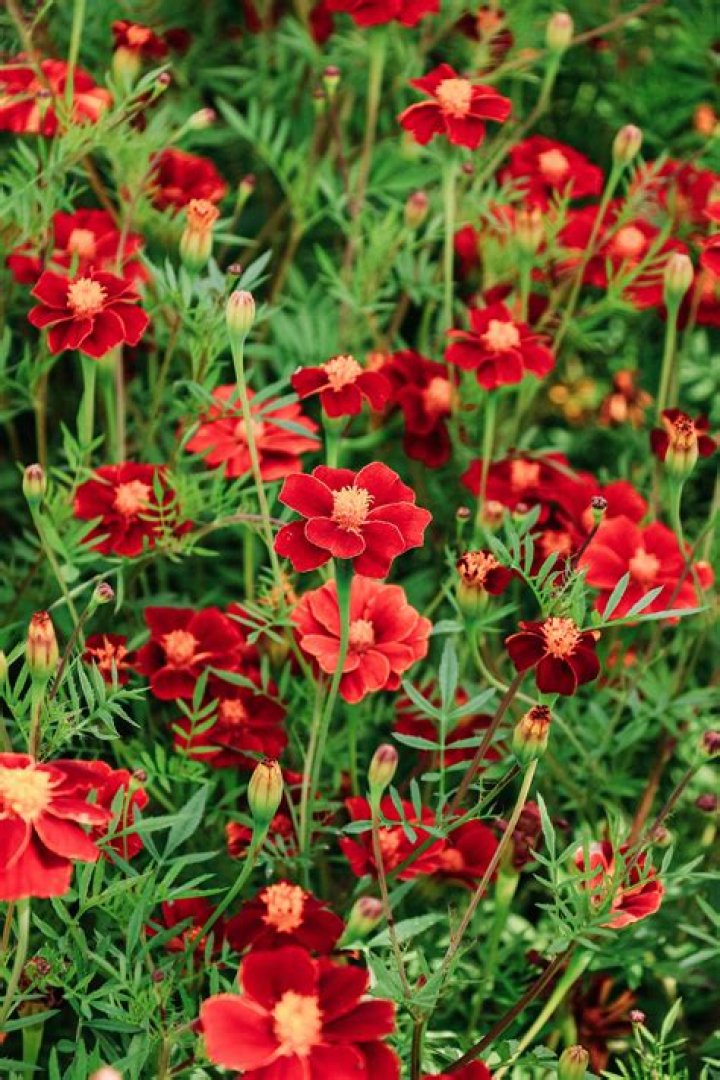 Is Tagetes Minuta a perennial?