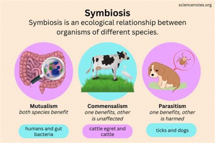Is the Epgdbm offered at Wipro by Symbiosis worth taking?