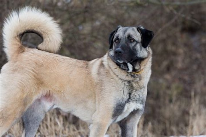 Is the Kangal the strongest dog?