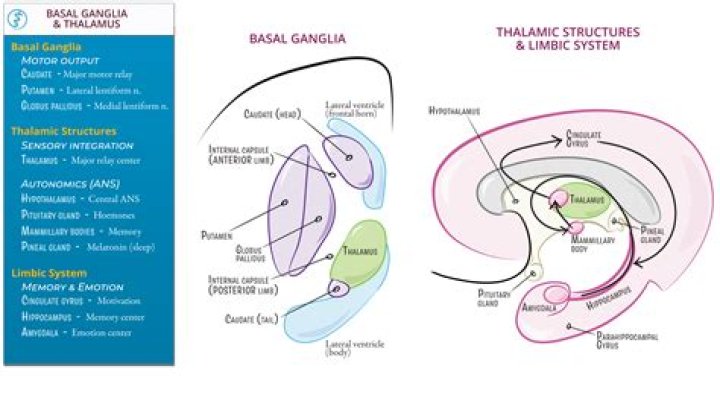 Is the lenticular nucleus the basal ganglia?