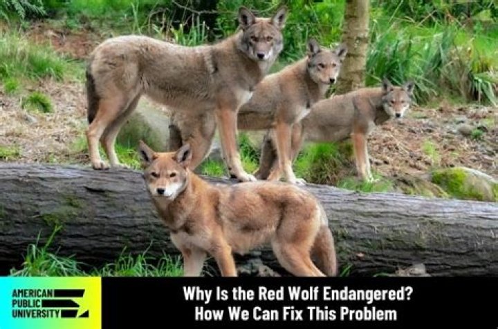 Is the red wolf endangered or threatened?