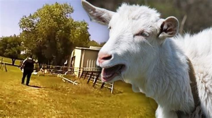Is the Screaming goat real?